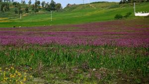 Champ Fleuri au Printemps