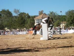 LE CHEVAL A L'HONNEUR  JUMENTERIE DE TIARET