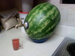 pastèque tiaretienne