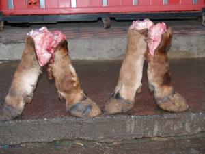 ighil igoulmimene LA RECONAISANCE DE L'HOMME