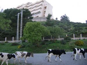 Troupeau bovin à Tessala