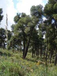 Forêt de Sidi Belabbès