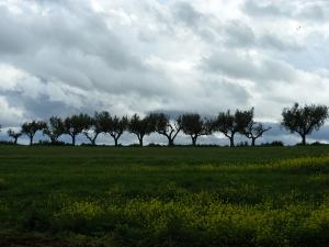 Paysage de Sidi Belabbès