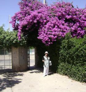 Entrée du Jardin Public de Sidi Belabbes