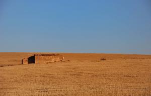 Champ moissonné à Sidi Bel Abbes
