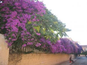 Avenue fleurie à Sidi Belabbes