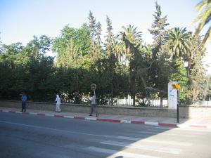 Avenue ombragée à Sidi Belabbes