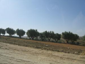 Champ d'Oliviers aux environs de Sidi Belabbes