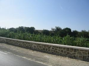 Environs de Sidi Belebbes