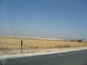 Champ de Blé près de Sidi Belabbes