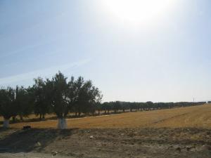 Champ Agricole aux alentours de Sidi Belabbes