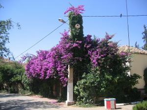 Sidi-Bel-Abbes - Vallée des Jardins - Jardin Public
