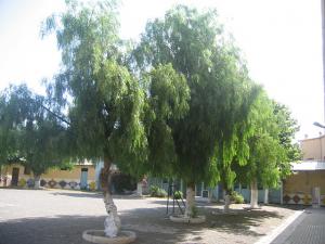 Sidi-Bel-Abbes - Fg Marceau - Ecole Marceau Garcons