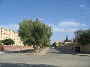 Sidi-Bel-Abbes - Bario Alto - rue des 24 mètres de large