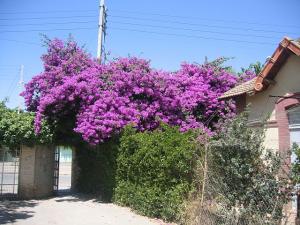 Sidi-Bel-Abbes - Vallée des Jardins - Bougainvillée à  la sortie du Jardin Public