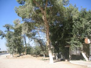 Sidi-Bel-Abbes - Sur la route d' Oran - autour de l'Orange