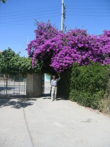 Sidi-Bel-Abbes - Vallée des Jardins - Bougainvillée à  la sortie du Jardin Public