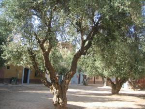 Sidi-Bel-Abbes - Bario Alto - les 3 places de l'Ave Gal Bedeau