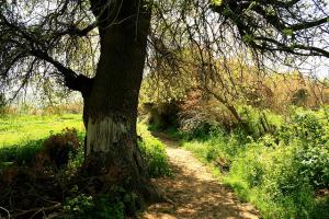 Printemps à Sidi Belabbes