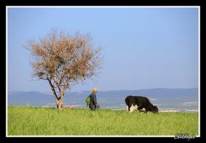 Pâturage à Sidi Belabbes
