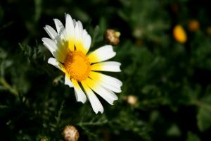 Echantillon de Fleur au Printemps
