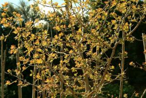 Arbre de Sidi Belabbes