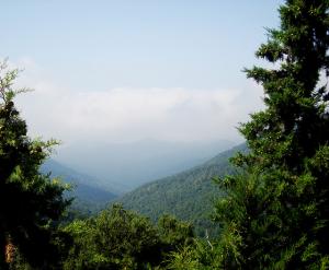 Forêt de Séraidi à Annaba en Algérie