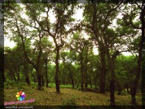 Forêt de Seraidi à Annaba