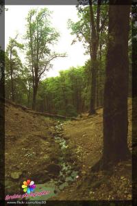 Forêt de Seraidi à Annaba