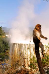 Singe Magot de la Forêt de Annaba