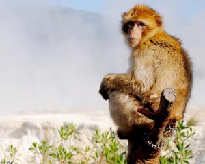 Petit Singe Magot à Annaba