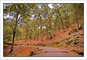 Air d'automne à  Seraidi
