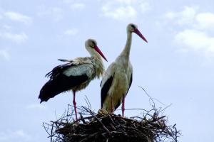 Cigognes