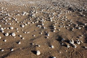 Coquillages de Plage à Annaba