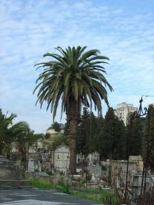 Cimetière Chrétien de Annaba