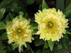 Carpobrotus jaune -Annaba-