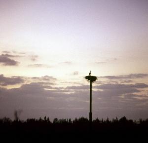 L'Algérie, pays des Cigognes