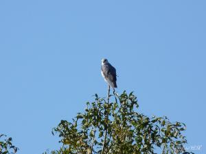 Elanion blanc (elanus caeruleus) -Annaba