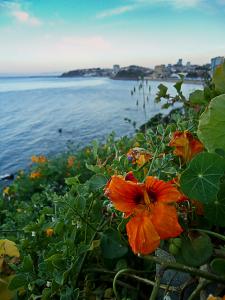 Fleurs Côtières de Annaba