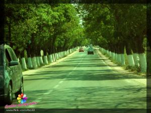 Route d'el-Qala (Annaba)