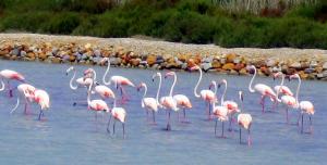 Flamand Rose à Annaba