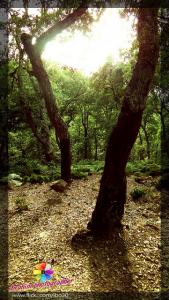 Annaba - Forêt de  Seraidi