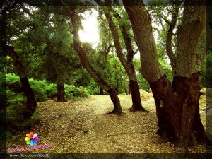 Annaba - Forêt Seraidi