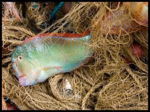 Poisson perroquet pêché près des Côtes de Annaba
