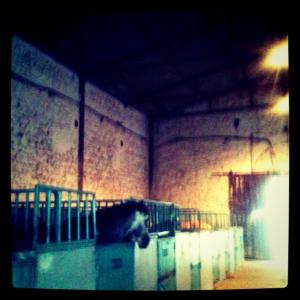 Ecurie du club Hippique de Annaba.