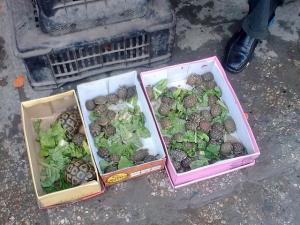 Tortues en voie de Disparition