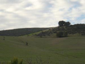 Pâturages de Guelma