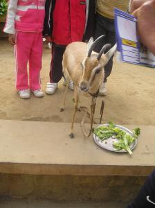 Petite Gazelle du Désert à Guelma