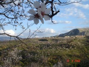 Amandiers fleuris de Sellaoua Announa Guelma en 2008