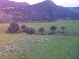 Ain Ahsayniya guelma